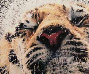 Visita á exposición “Emociones en peligro”