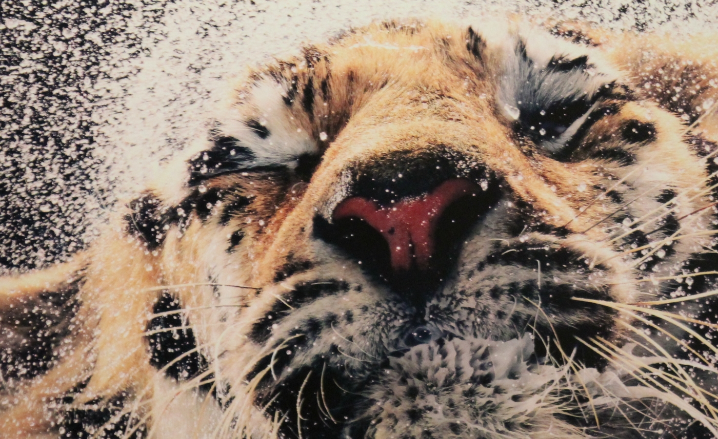 Visita á exposición “Emociones en peligro”